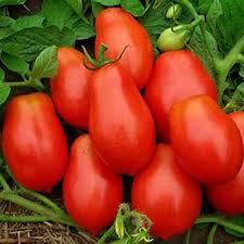 Roma Plum Tomato Solanum lycopersicum seeds for garden planting